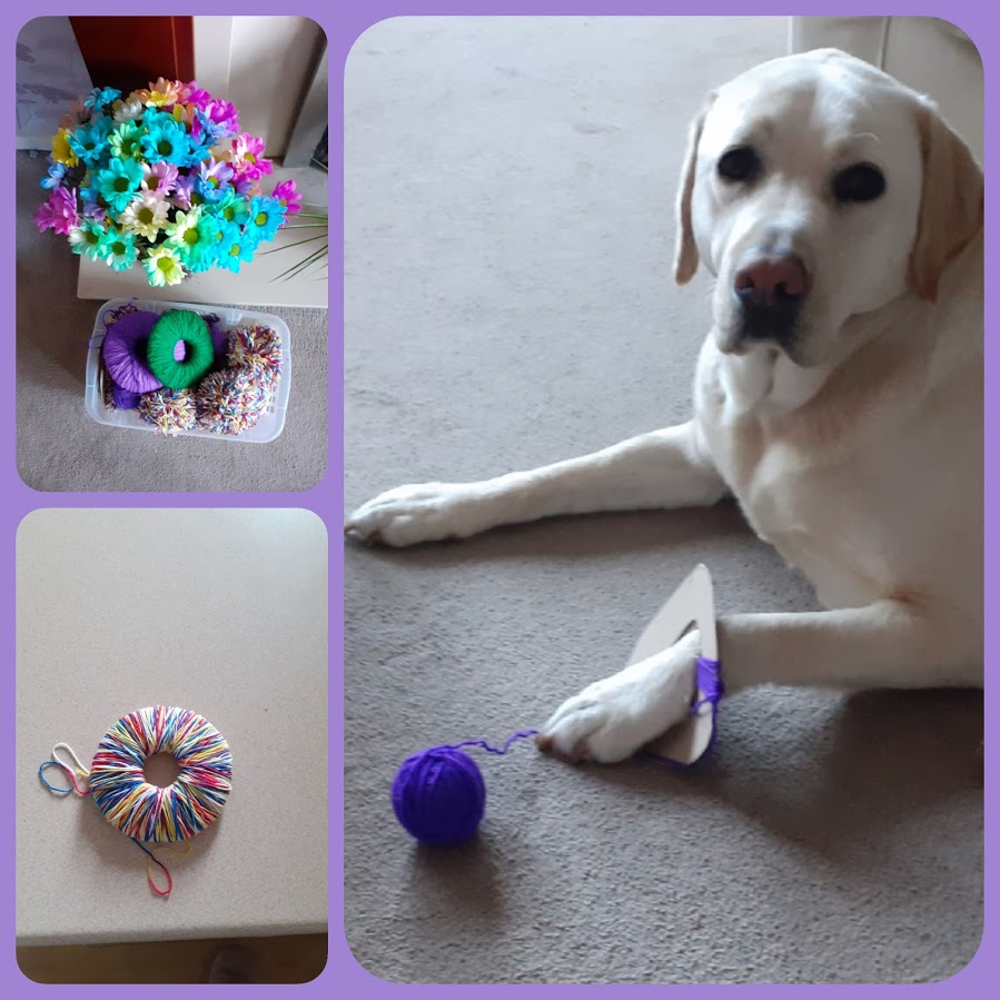 A collage of three images. Top left: a basket of pompoms in front of a vase of flowers, bottom left: a pompom ready for cutting, large image on the right: Mardle with a pompom ring over his front paw looking like he is having a go at making pompoms