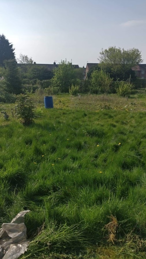 A view from one of our plot to the other. Lots of grass and then tress and bushes at the far end